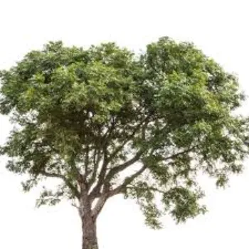 Neem Tree